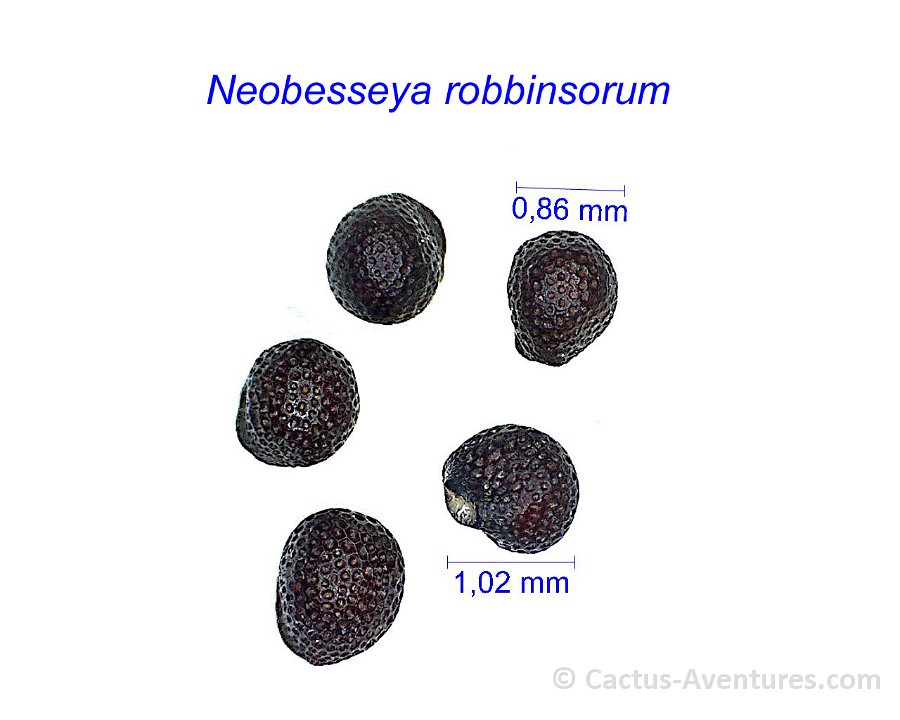 Neobesseya robbinsorum